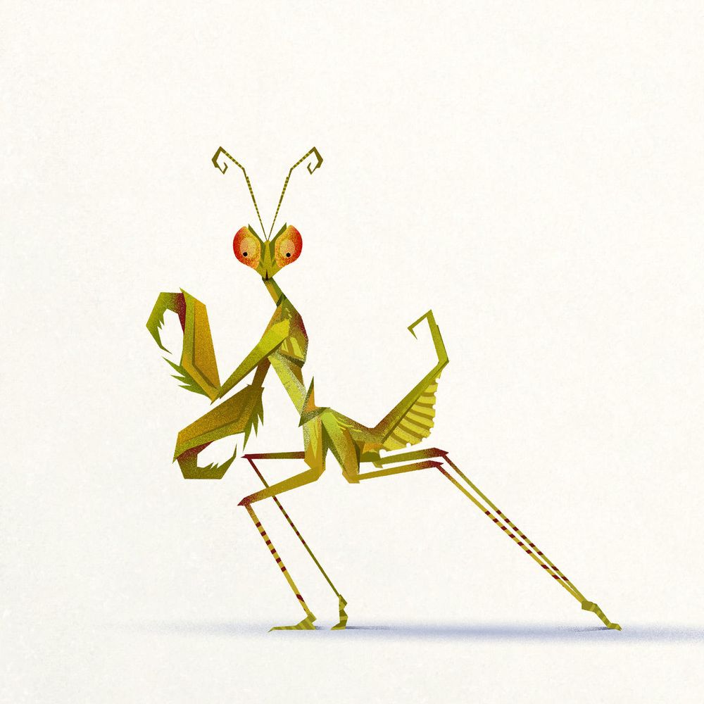 A praying mantis facing side ways while looking towards the viewer 