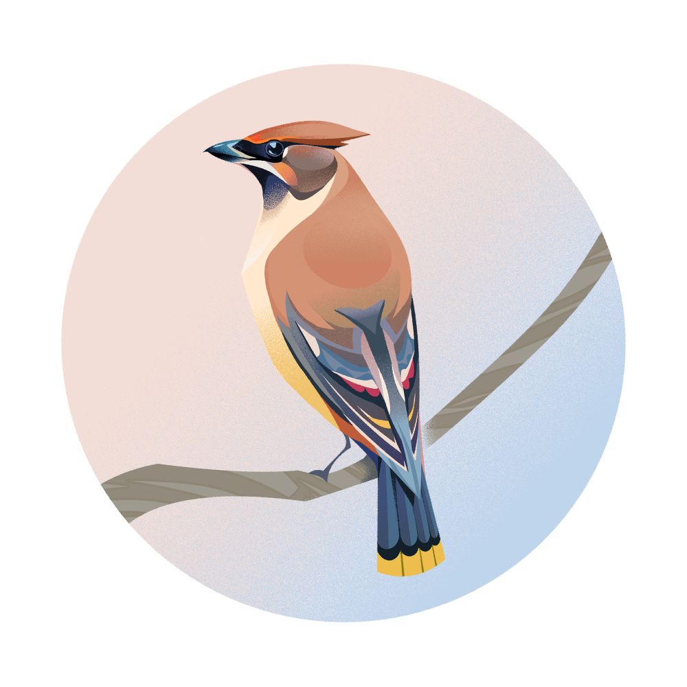 A cedar waxwing perched on a branch