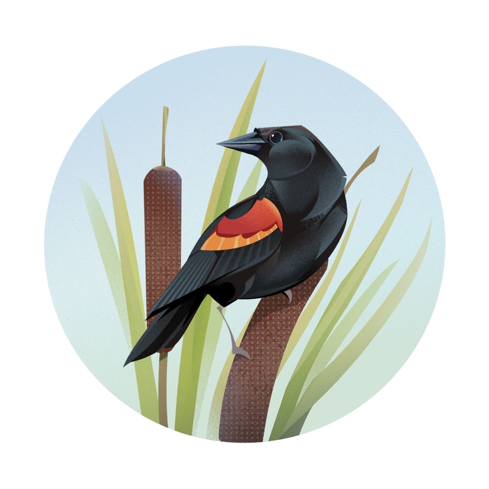 A red winged blackbird on a cattail