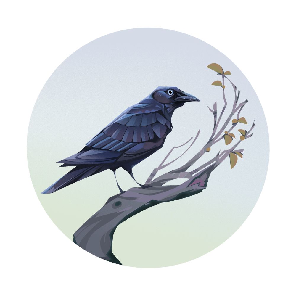 A Forest raven perched on a broken branch