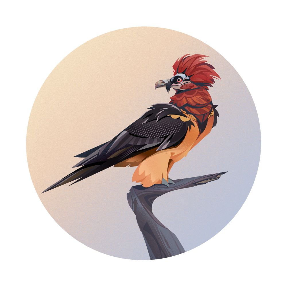 A bearded vulture, red crest, dark wings and orange belly