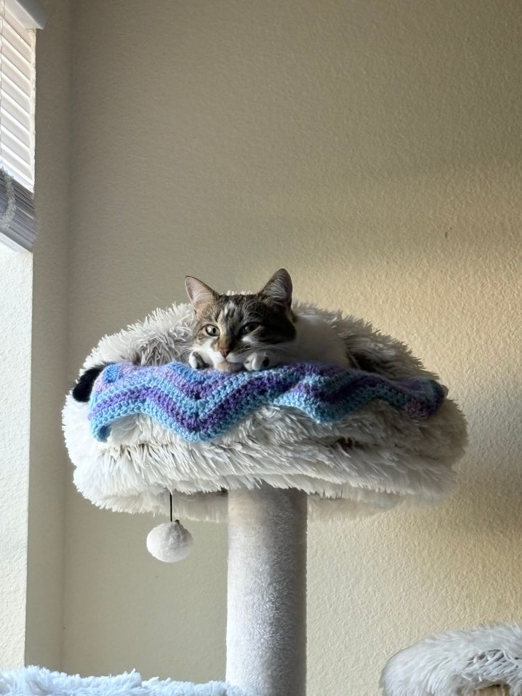 Gray and white tabby on a white cat tree with her head resting on her front paws