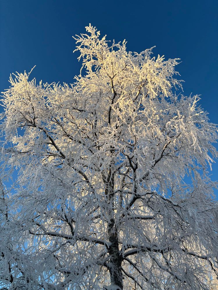 Frosty birch tree.