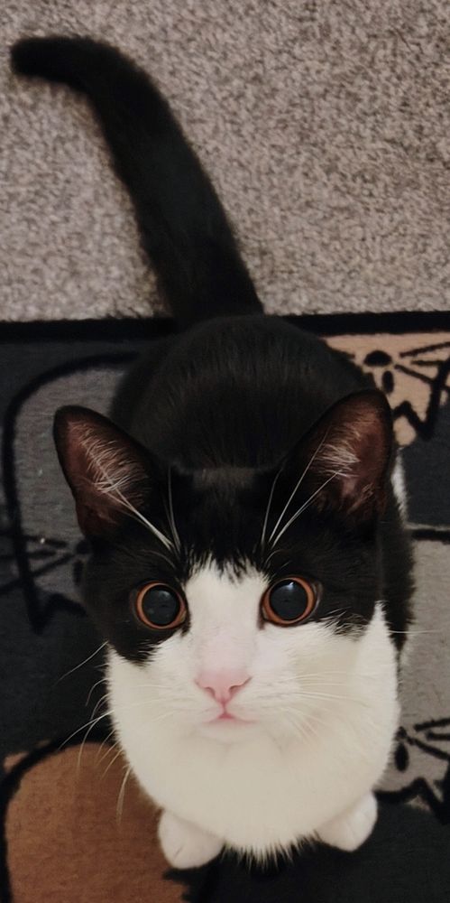 Bin Juice the cat staring intensely at the camera.