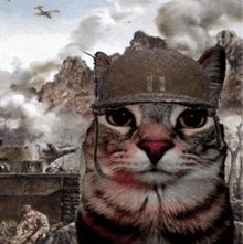 gato com capacete num campo de guerra 