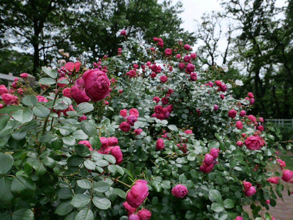 A profusion of deep pink roses stand proud above healthy foliage.