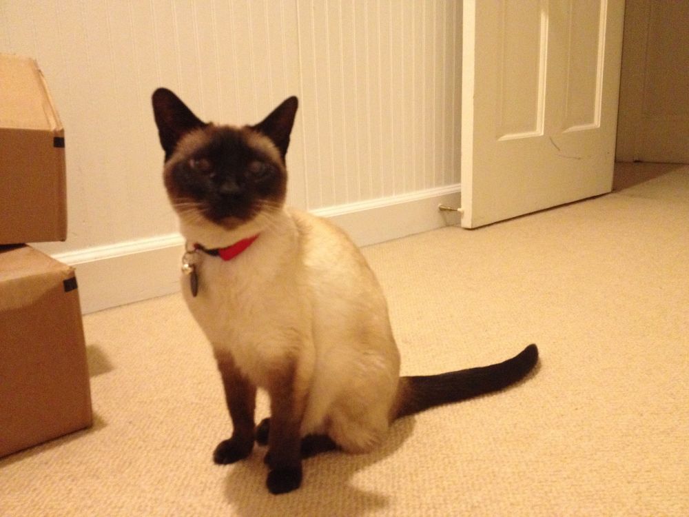Siamese cat Lily prim, proper, curious.