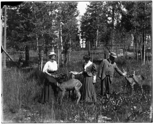 Two women and a man dressed in early 20th century clothing, feeding deer in an enclosure