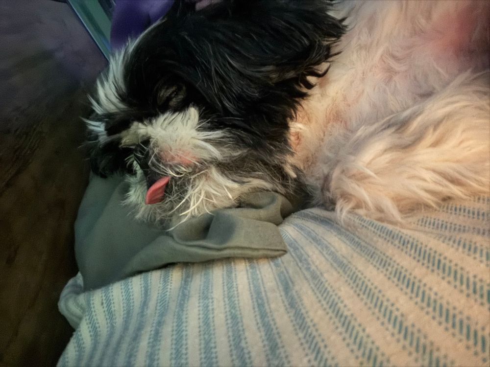 A shihtzu laying on pillows with his eyes mostly closed and his tongue peeking out of his mouth