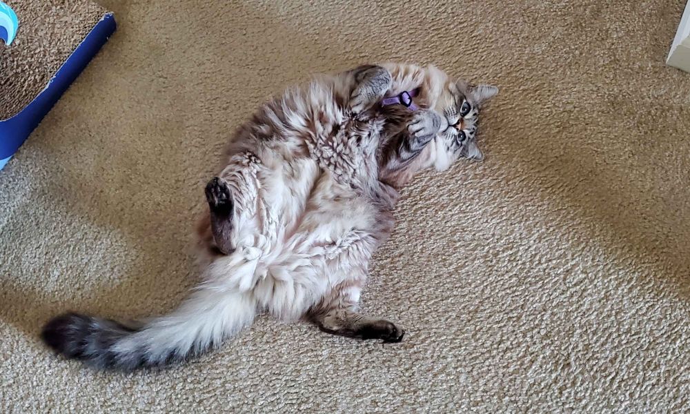Fluffy cat Morgana in a purple harness, laying on her back on a carpeted floor, front legs tucked in, expression on her face like she is fully disassociating from this terrible situation she finds herself in