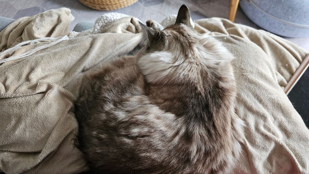 Curled up cat in a lap