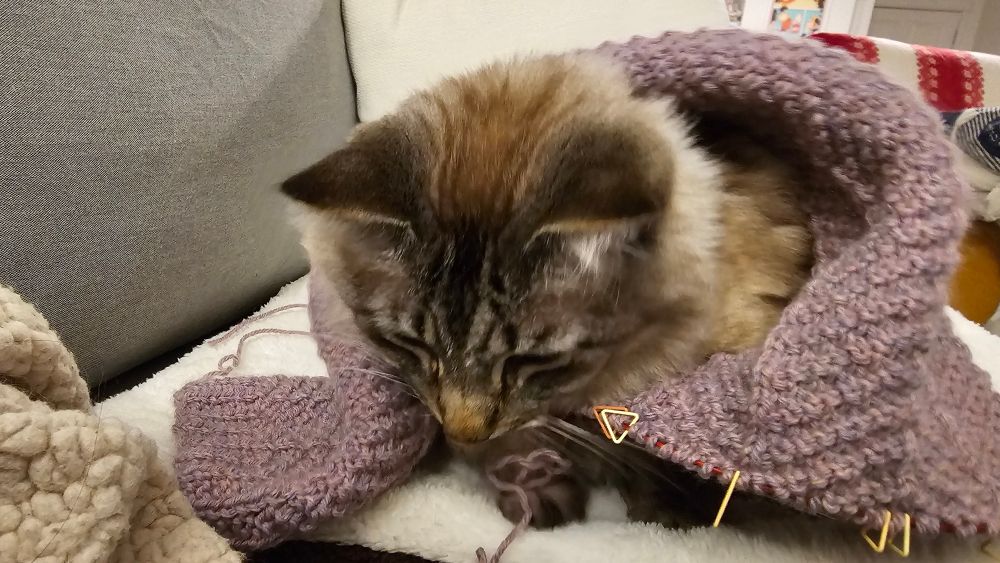 Cat upset she is wearing a half knitted scarf on her
