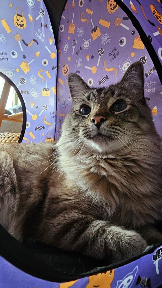 Fluffy cat sitting in a pop up tent