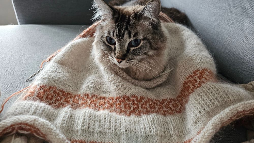 Cat with head sticking through neck hole of sweater in progress. Sweater is white with a couple bands of textures patterned stitches and bands of colored pattern in burnt orange color 