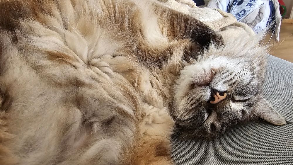 Cat sleeping on a couch. You can see two little pointed teeth peeking out