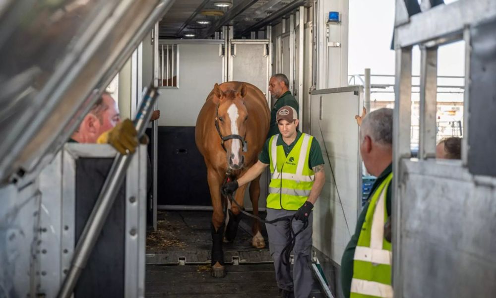 How to ensure better life for animals moving in air?