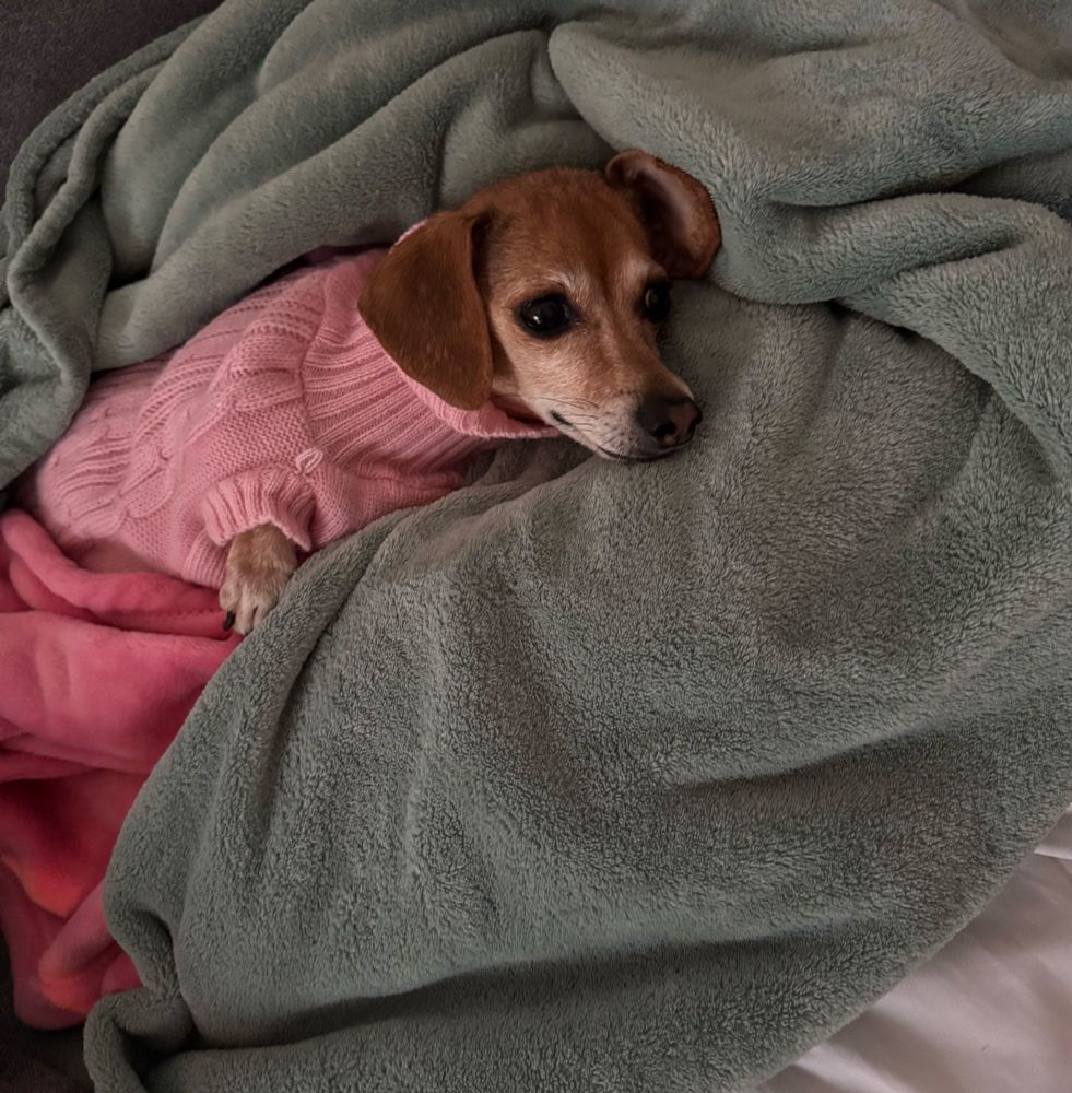 a small tan dog in a pink sweater lying down in a pile of blankets 