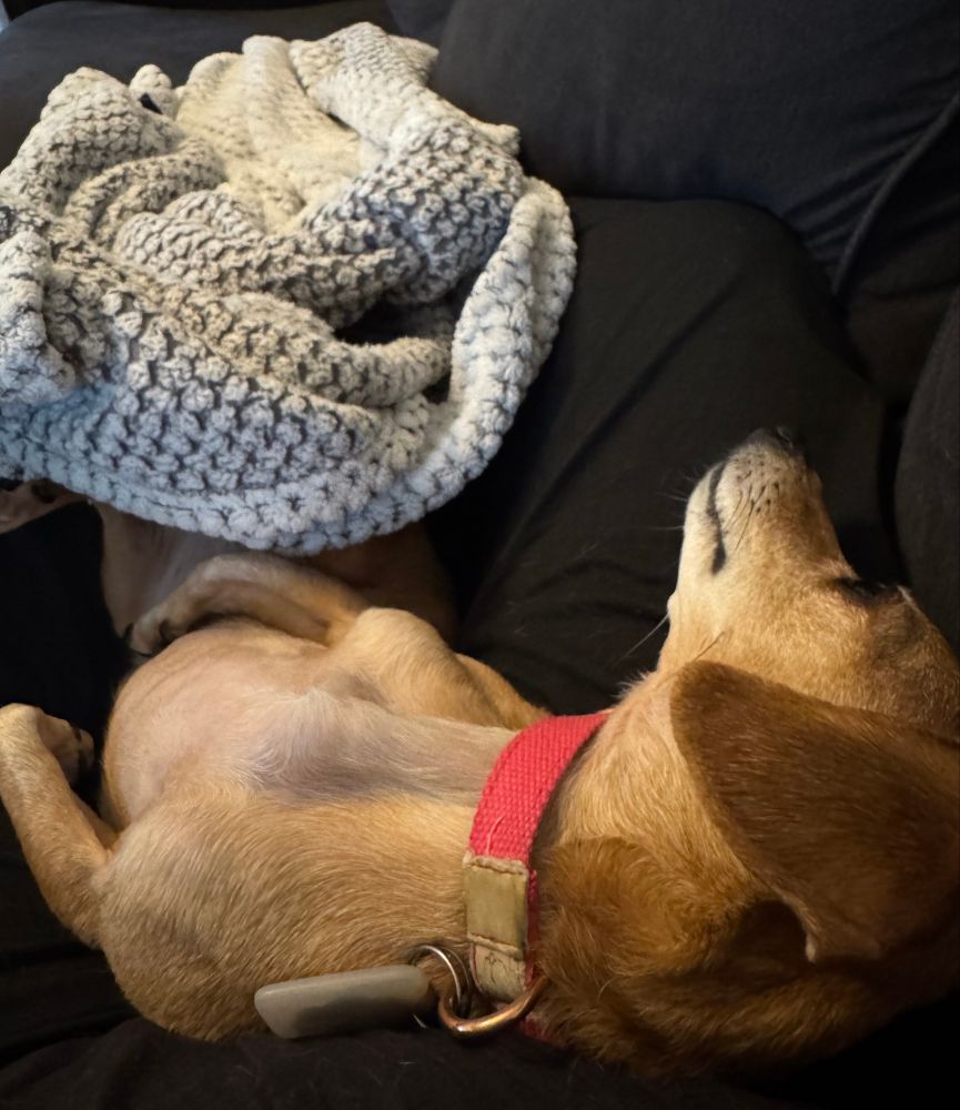 a small dog lying on its back in the lap of a human and staring vacantly up at the ceiling