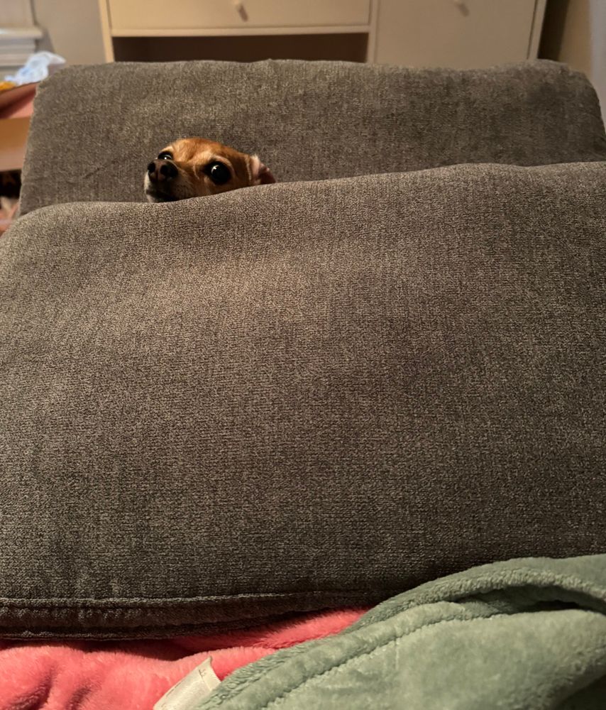 dog in a couch