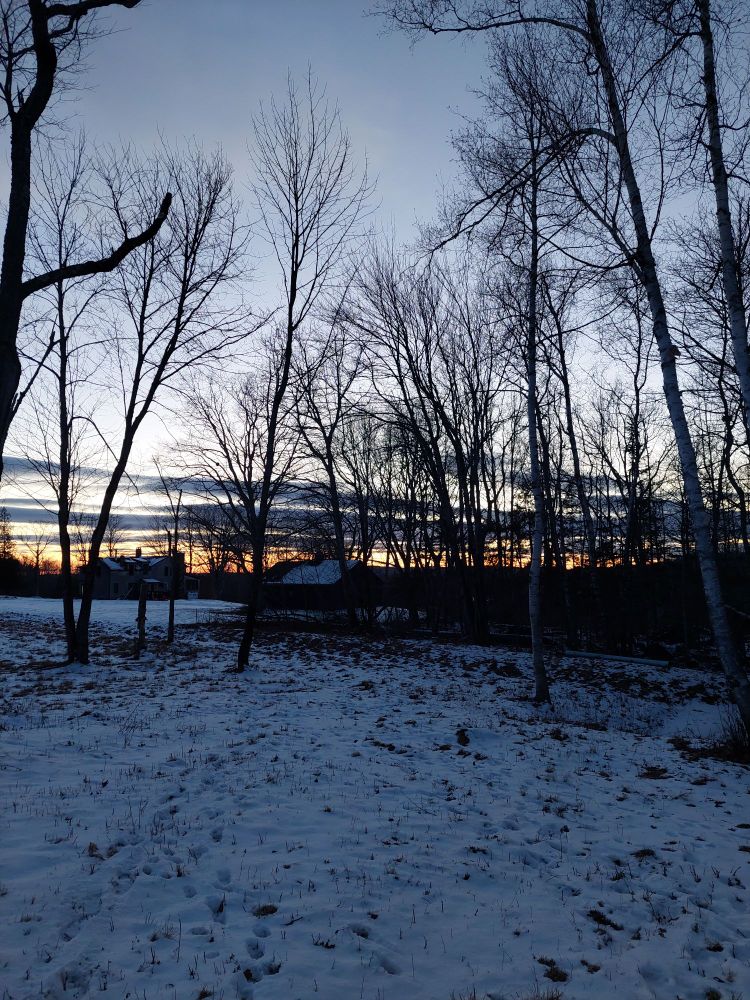 Photo of snowy field with scattered bare trees and an orange sunset in the background
