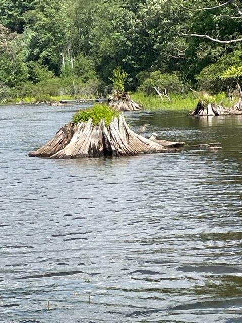 3 half-submerged tree stumps with plants growing out of their tops.