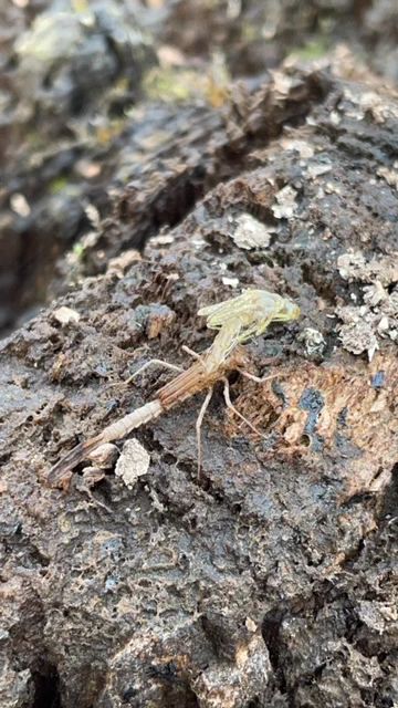 Damselfly emerging from its exoskeleton on a tree stump