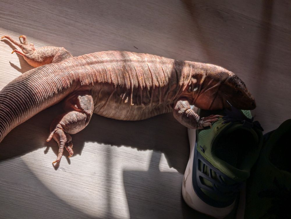 Red Tegu lizard basking in a sun beam and using a shoe as a pillow