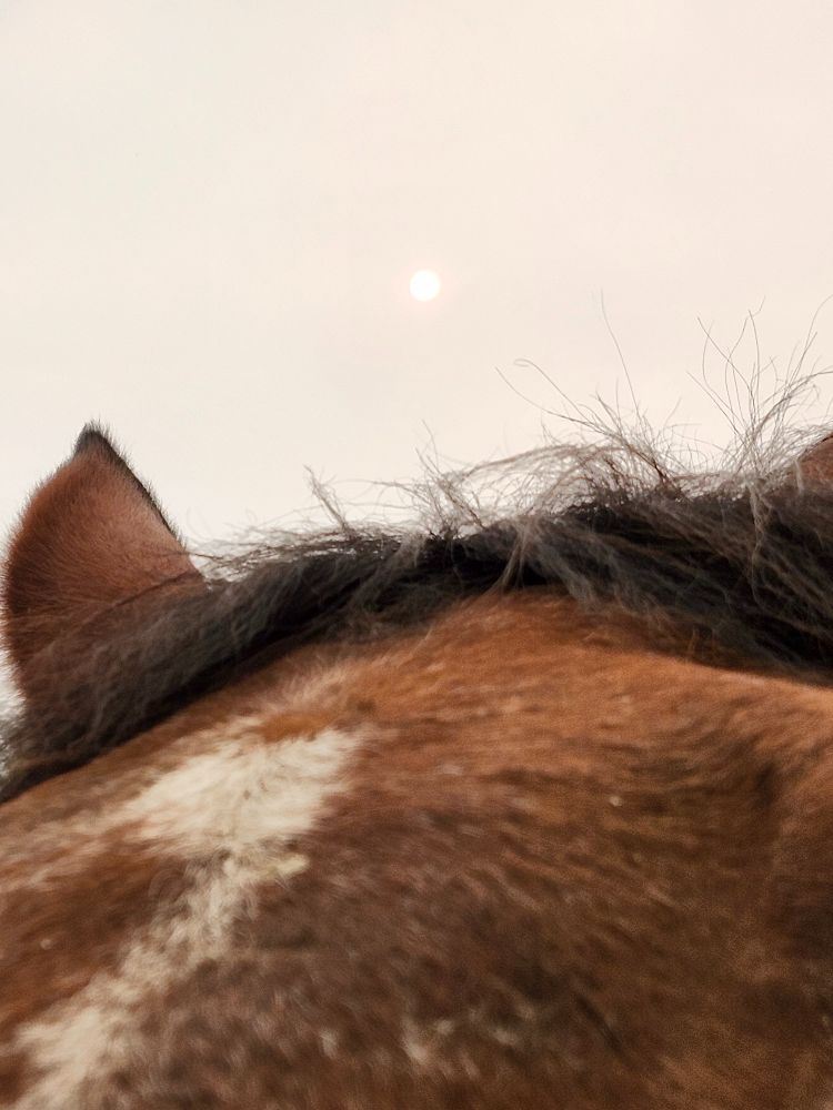 Bay horse forehead and ears, smoky orange sky above with hidden sun.