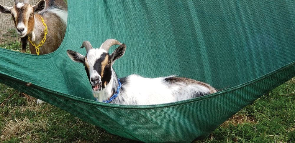 Berry the goat in hammock, Honey the goat looking on