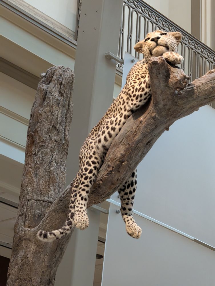 満足げなチーター
