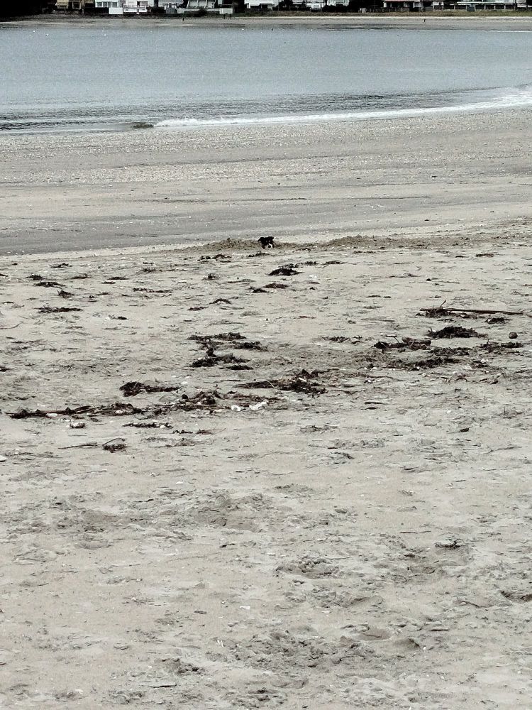 En la orilla de una playa llena de algas negras se puede ver la cabecita de mi perra por el medio 
