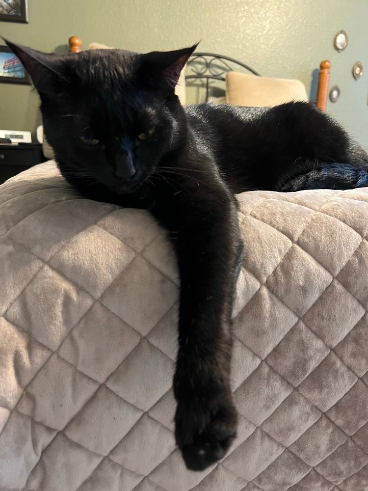 A black cat named Frankie laying on a bed with his arm hanging down, looking ridiculous. He has no dignity, for what it is worth.