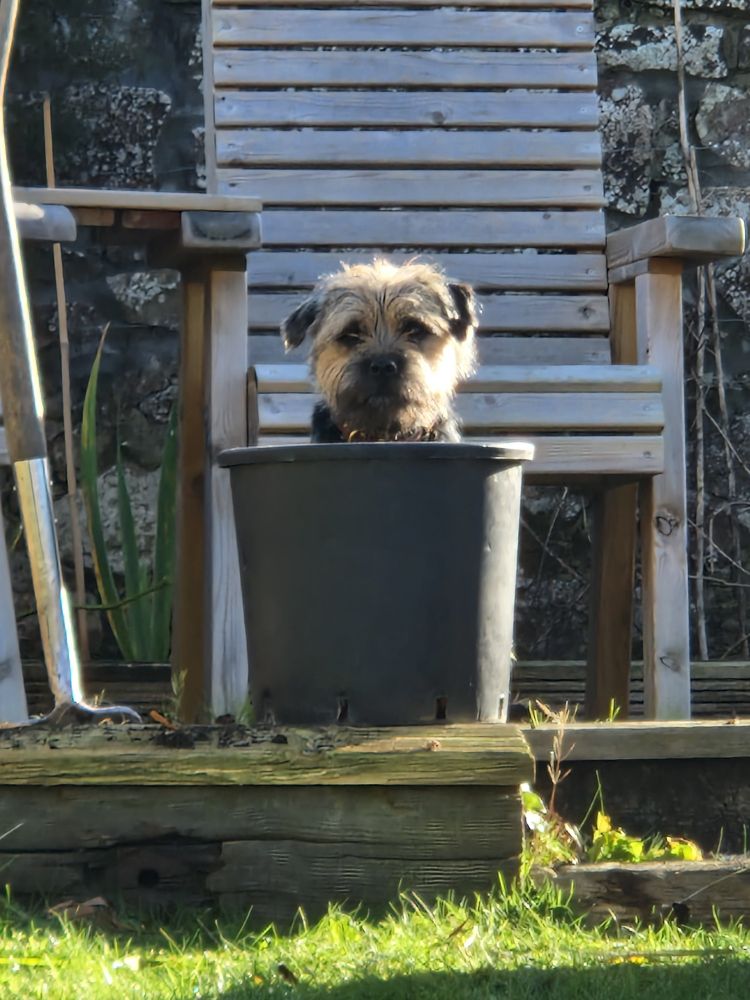 Basil  the boarder terrier 