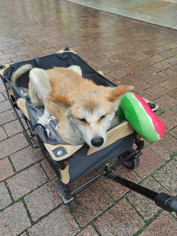 Großer Hund im kleinen Bollerwagen