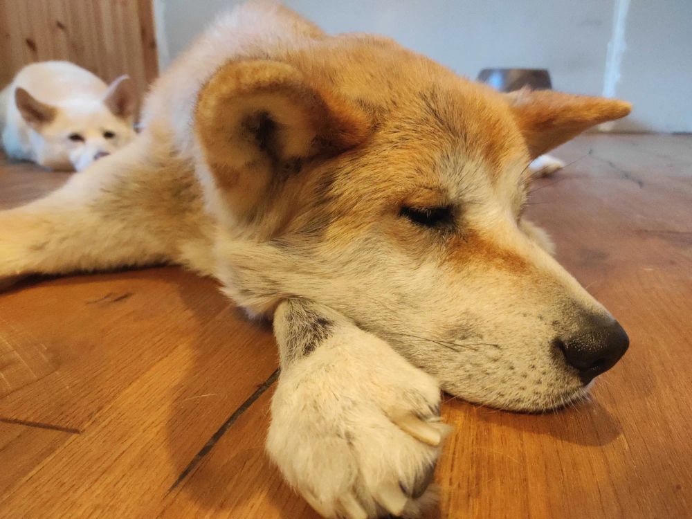 Der Hund Fukano