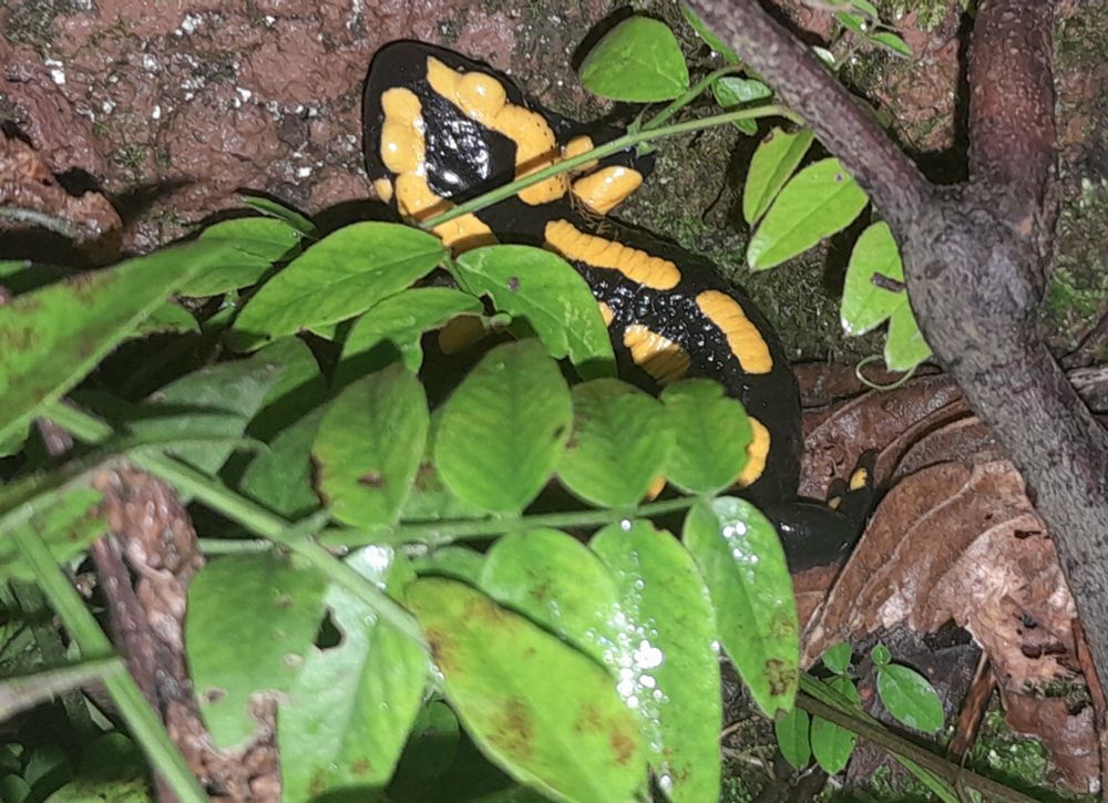 Ein schwarz gelber Feuersalamander. 
