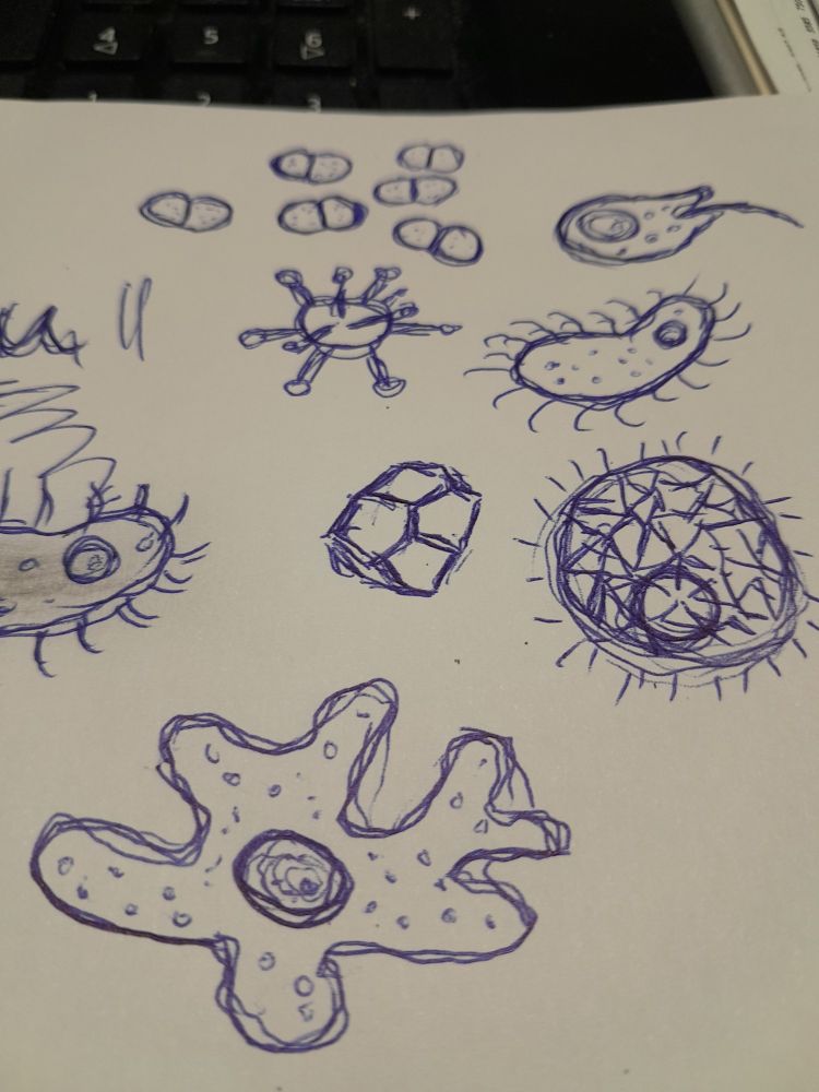 Eine Kugelschreiberzeichnung verschiedener Einzeller. Kleine Diplokokken, zwei Seite an Seite aneinander hängende, abgeplattete Kugeln, eine Amöbe, geformt wie ein ausgebuchtetes Spiegelei, ein Coronavirus, ein Ikosaeder, ein langgezogenes Vieh mit Wimpern rundherum, ein becherförmiges Tierchen mit einer langen Geißel