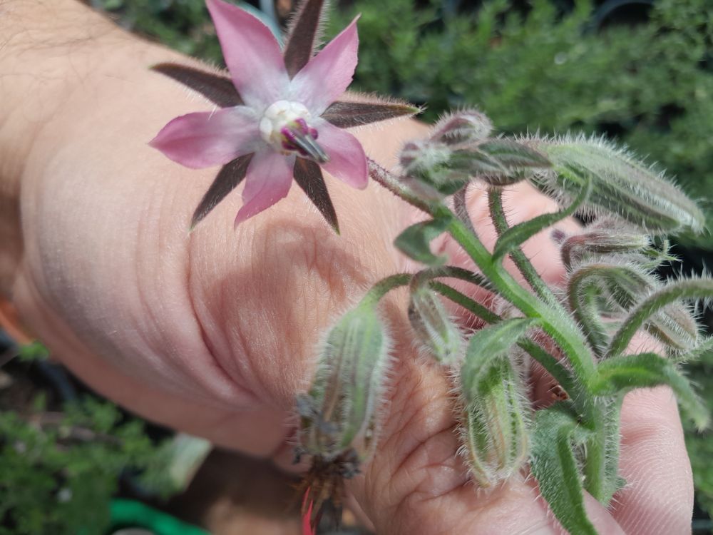 Eine Blütenrispe mit einer pinken sternförmigen Blüte und vielen geschlossenen Knospen. 