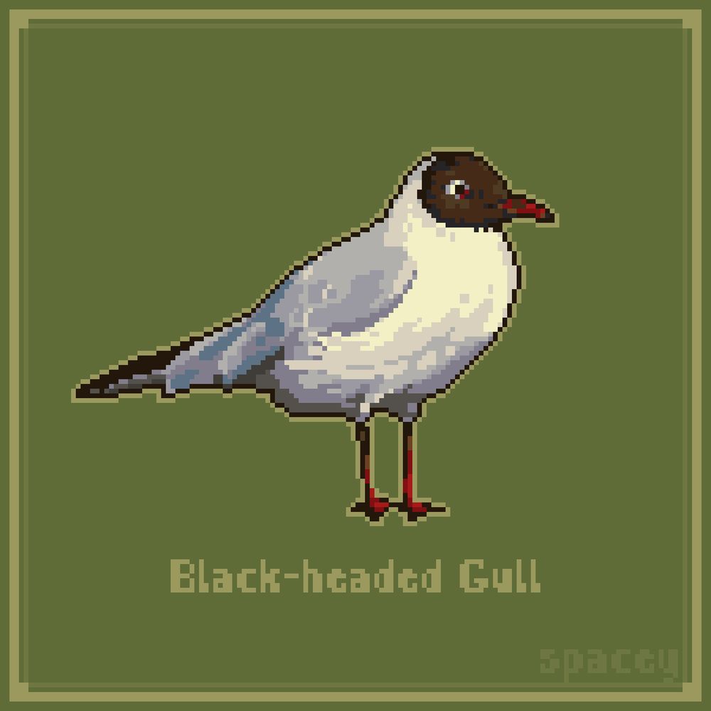 pixel art of a mostly white gull with black head and face, red beak and feet, the black-headed gull. by spacey3d