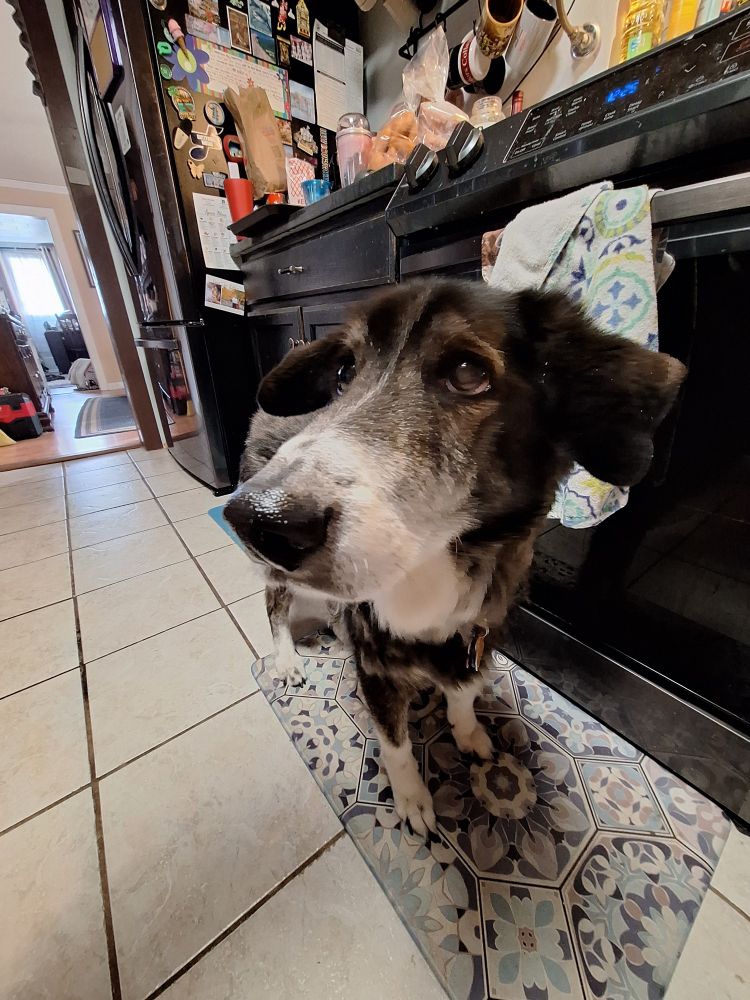 cute picture of a dog innocently looking uowards