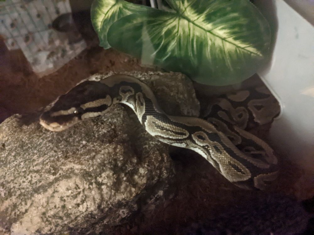 a ball python lounging half out of his hide