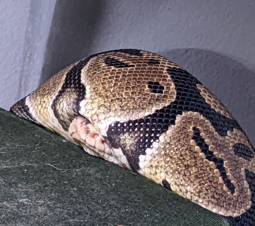 just the snoot of a ball python peeking out from under his coils