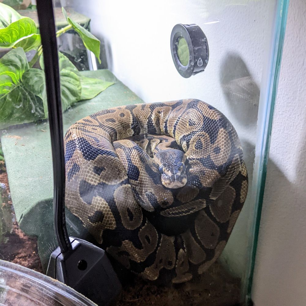 a ball python draped in a classic "ball". he is objectively adorable and there's no bias present.
