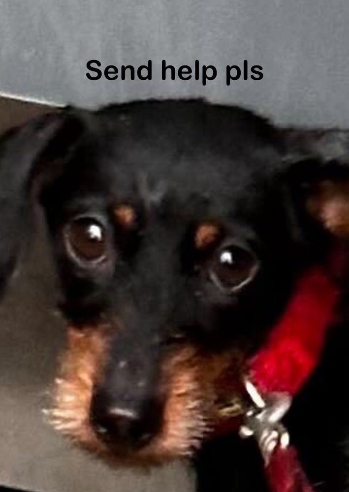 Dackel mit flehendem Blick