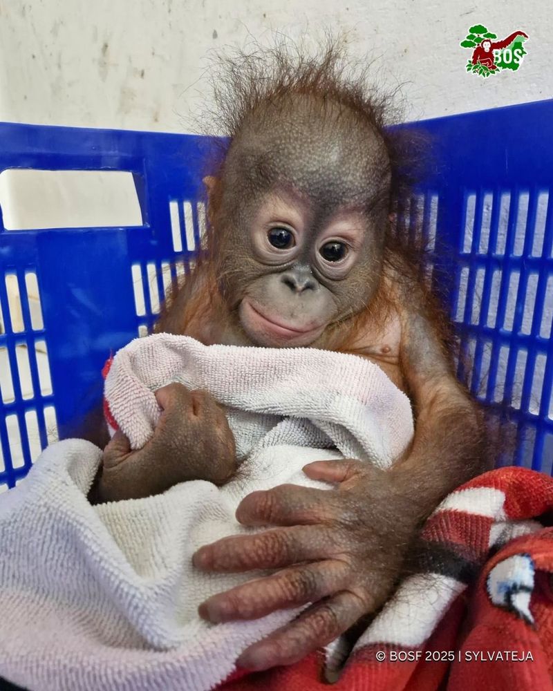 coy little baby orangutan in a blue basket with a tilted head holding a blanket up to its chest