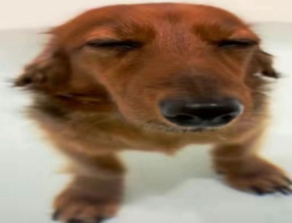 stretched out picture of a dachshund in a bath looking very relaxed
