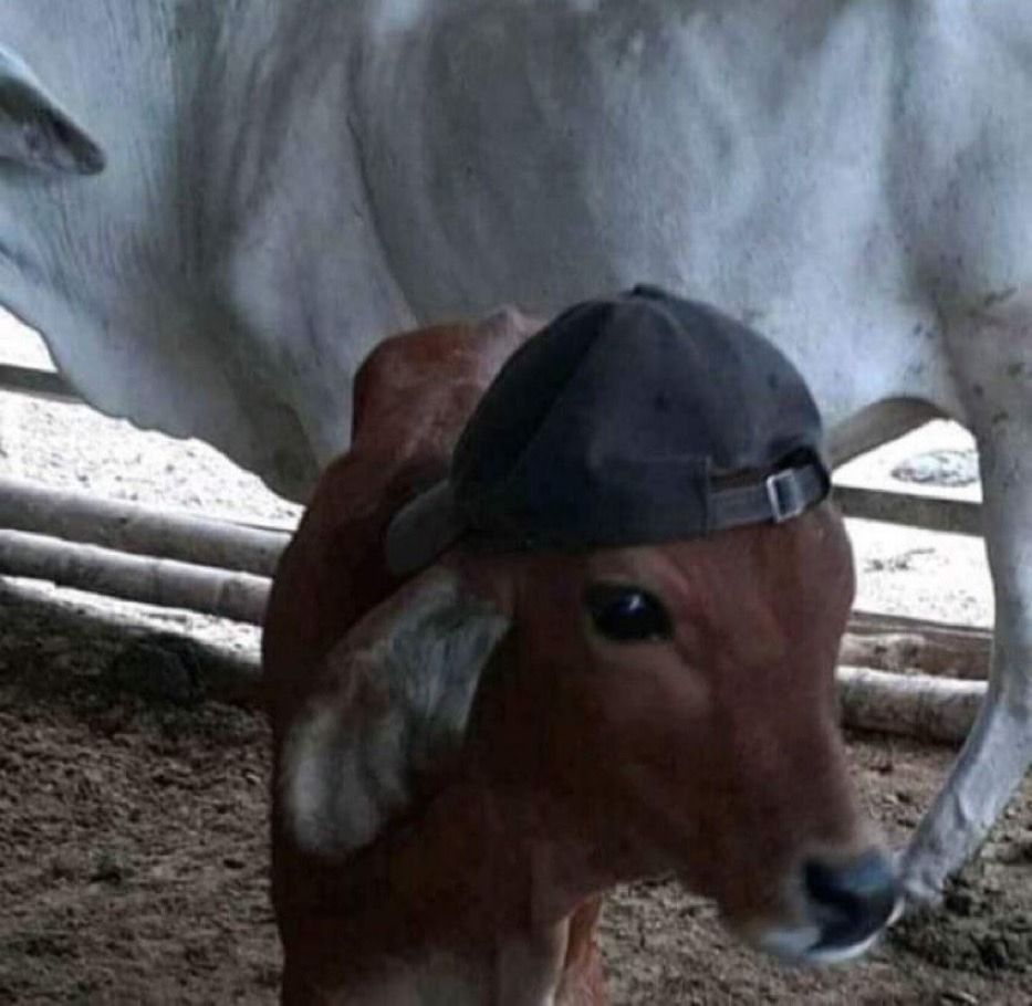 A photo of a calf wearing a baseball cap. Backwards.