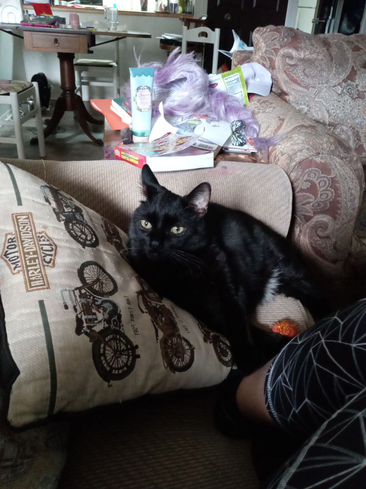 Black cat loads on a white pillow with Harley Davidson bikes embroidered on it