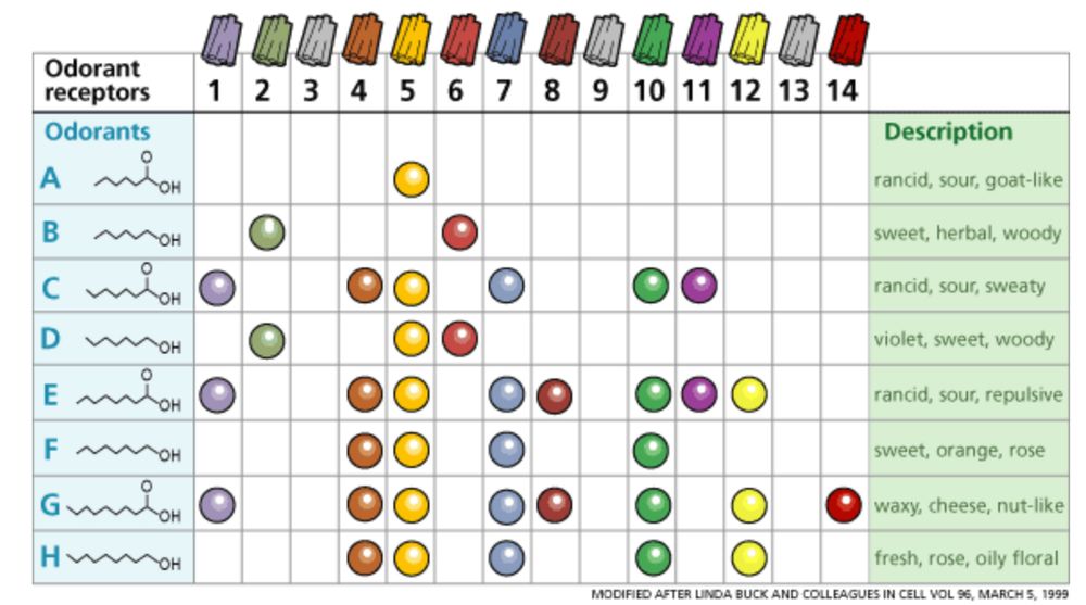 Illustration of the olfactory combinatorial code, by C. Trimmer, J.D. Mainland, in "Chapter 17 - The Olfactory System", 2017