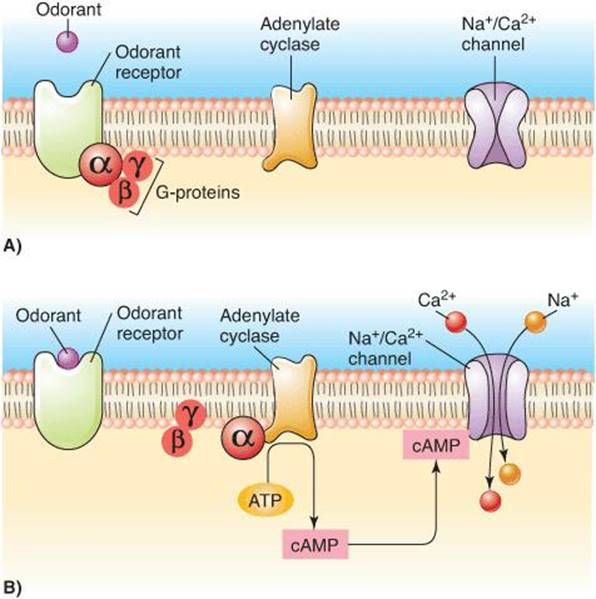Olfactory receptor activation mechanism.

Figure from https://doctorlib.org/physiology/ganong-review-medical-physiology/13.html